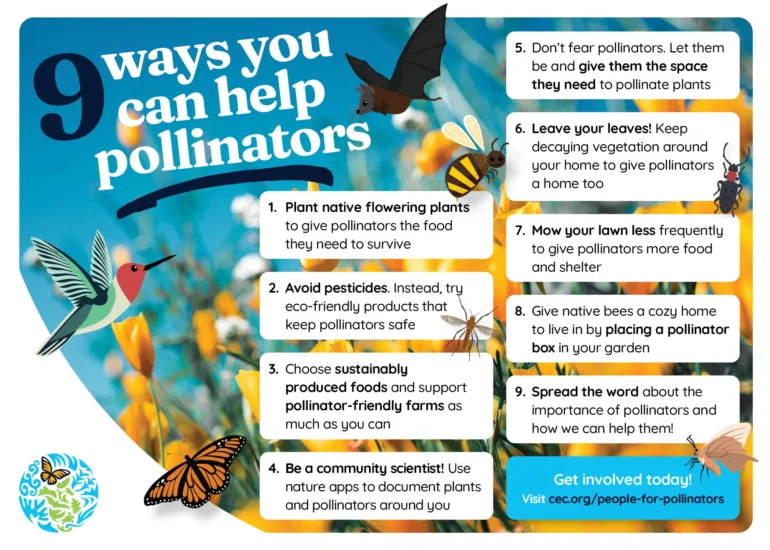 Ways To Help Pollinators Support Conservation Efforts