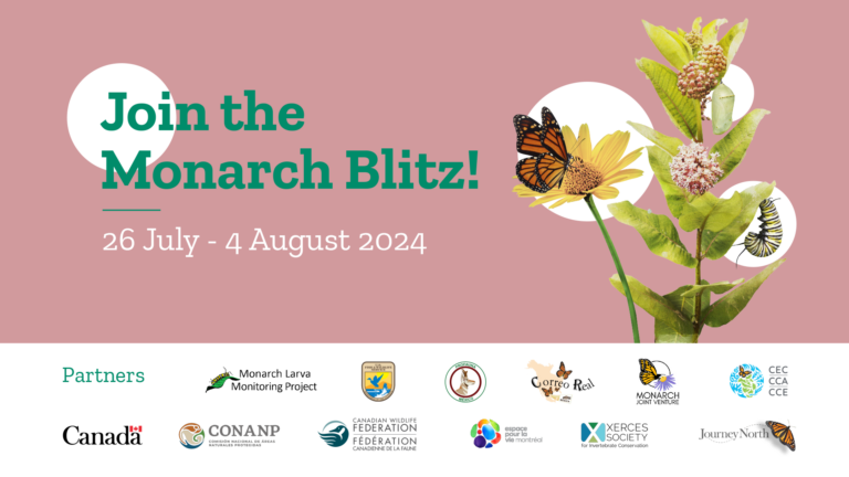 Tracking Monarch Butterflies Get Involved In The Blitz