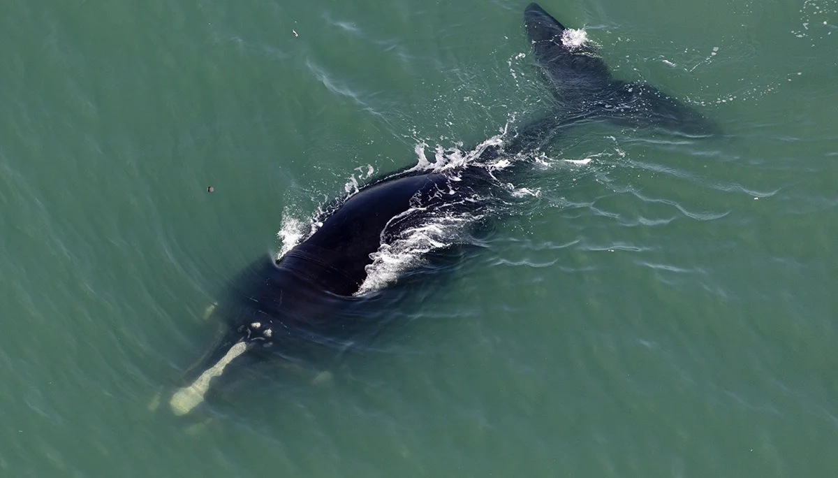 North Atlantic right whale